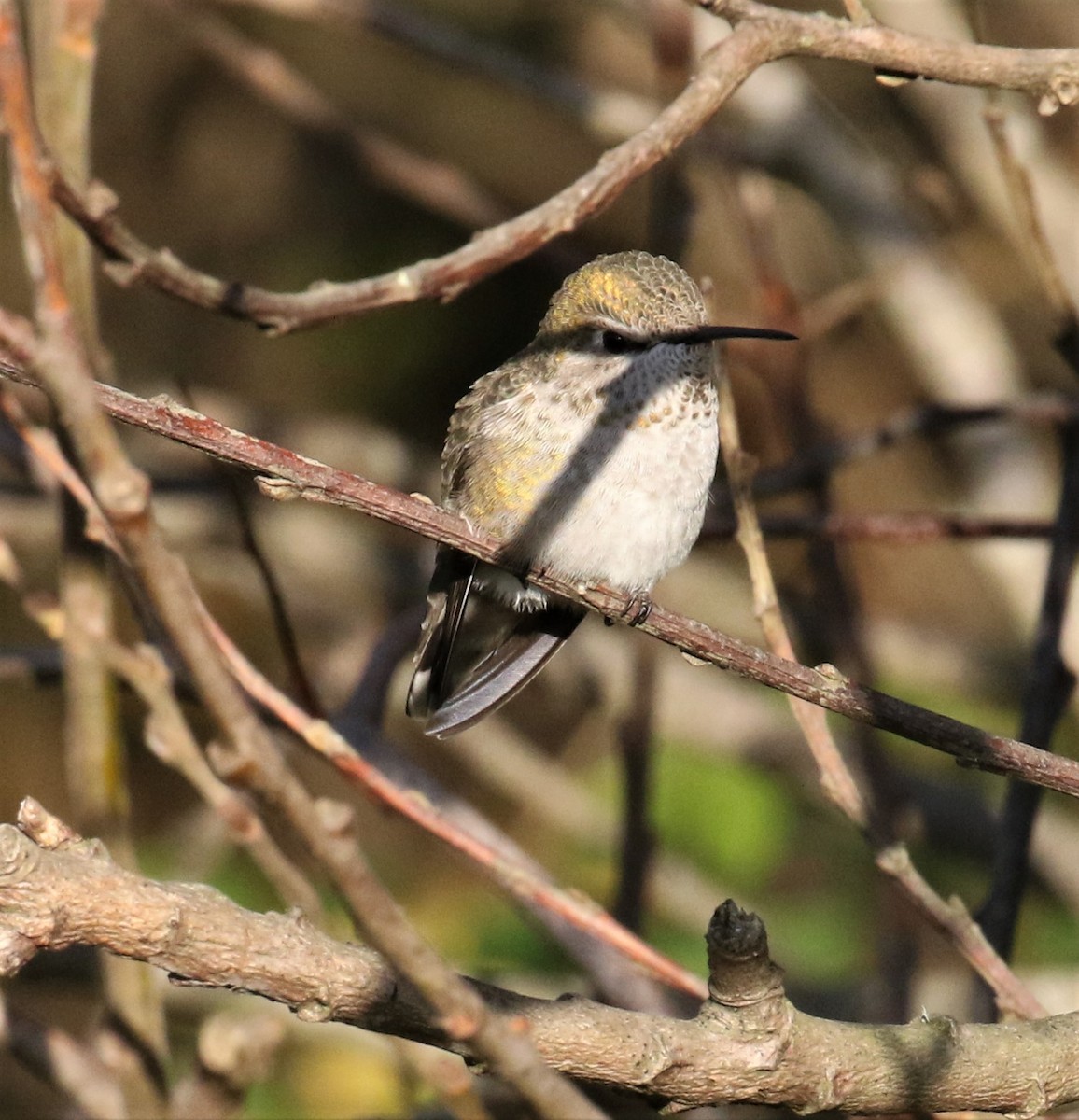 Anna's Hummingbird - ML185330491