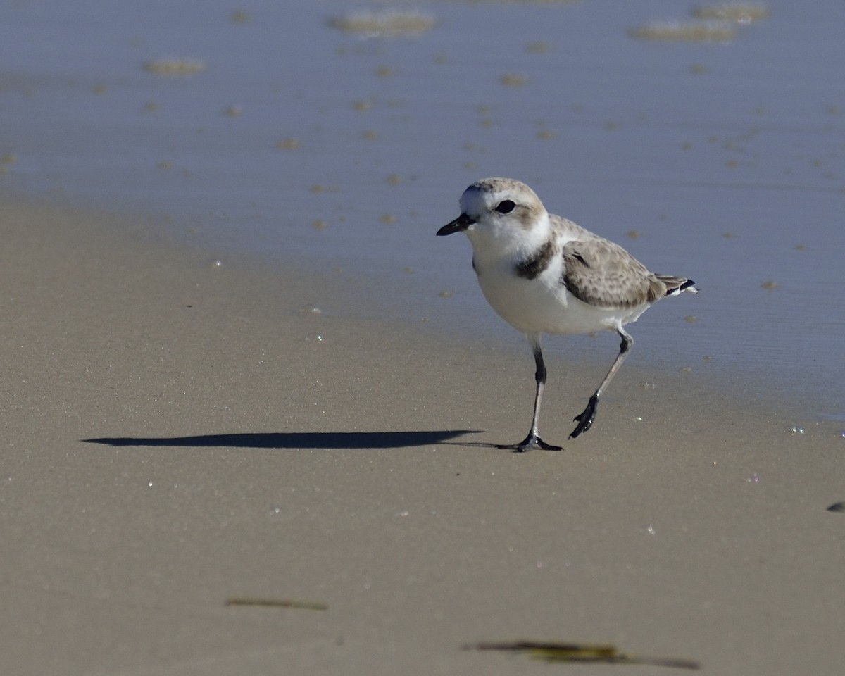 eBird Checklist - 31 Oct 2019 - St. George Island SP - 23 species