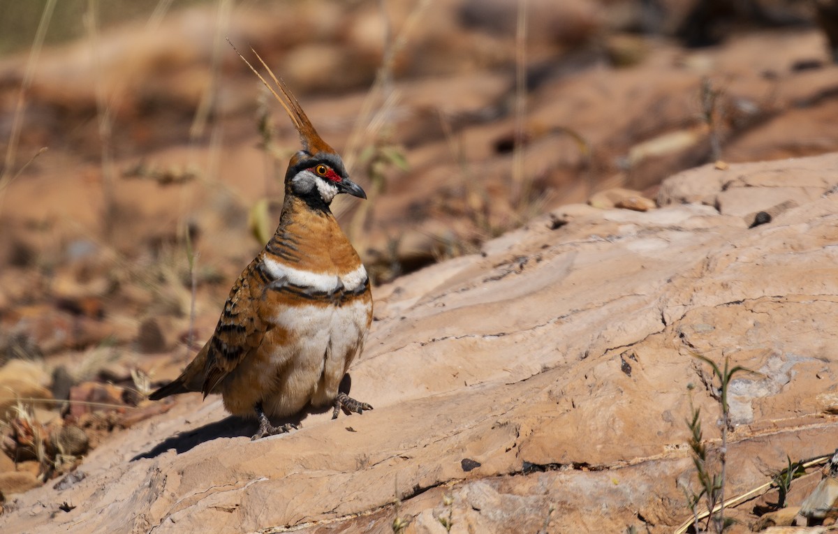 Spinifex Pigeon - ML185334581
