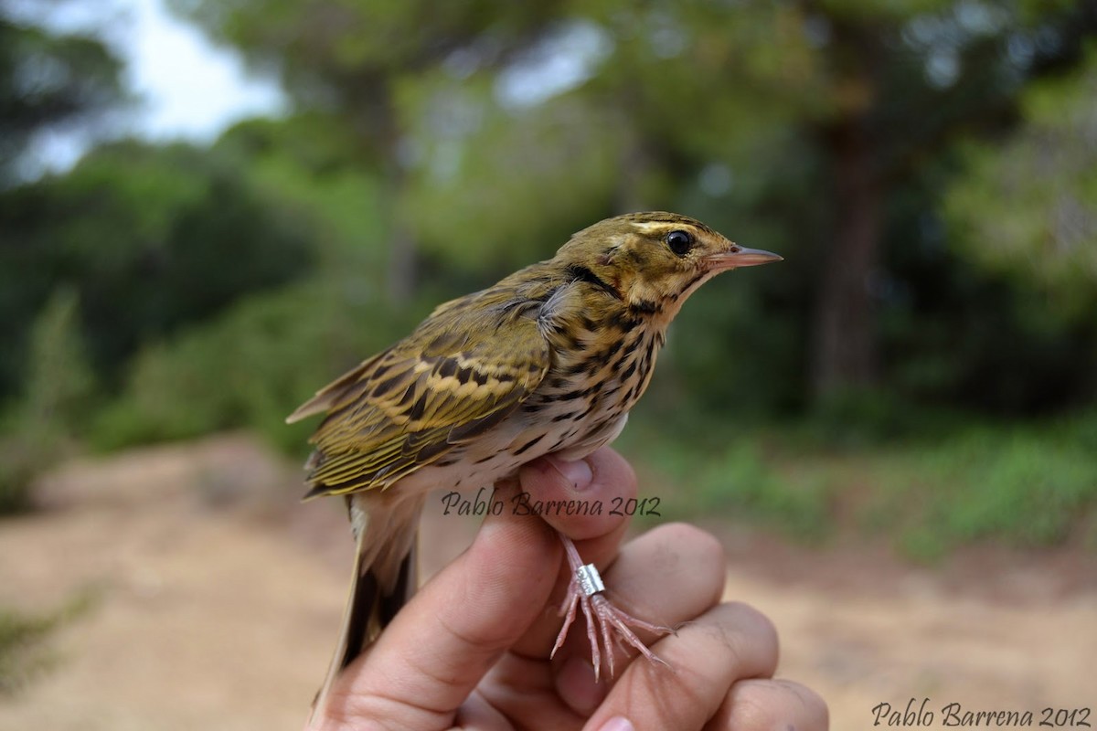 Olive-backed Pipit - ML185334951