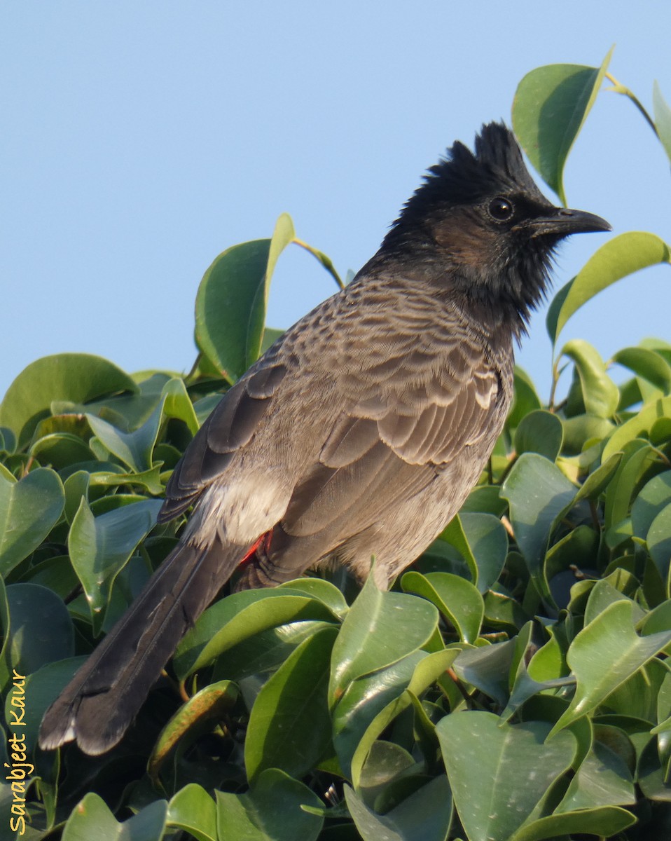 Red-vented Bulbul - ML185336621