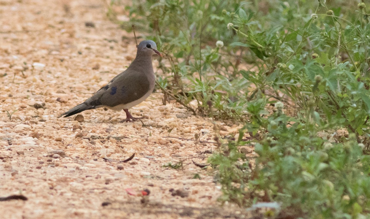 Blue-spotted Wood-Dove - ML185338361
