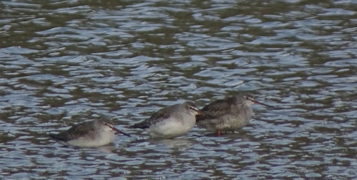 Spotted Redshank - ML185339761