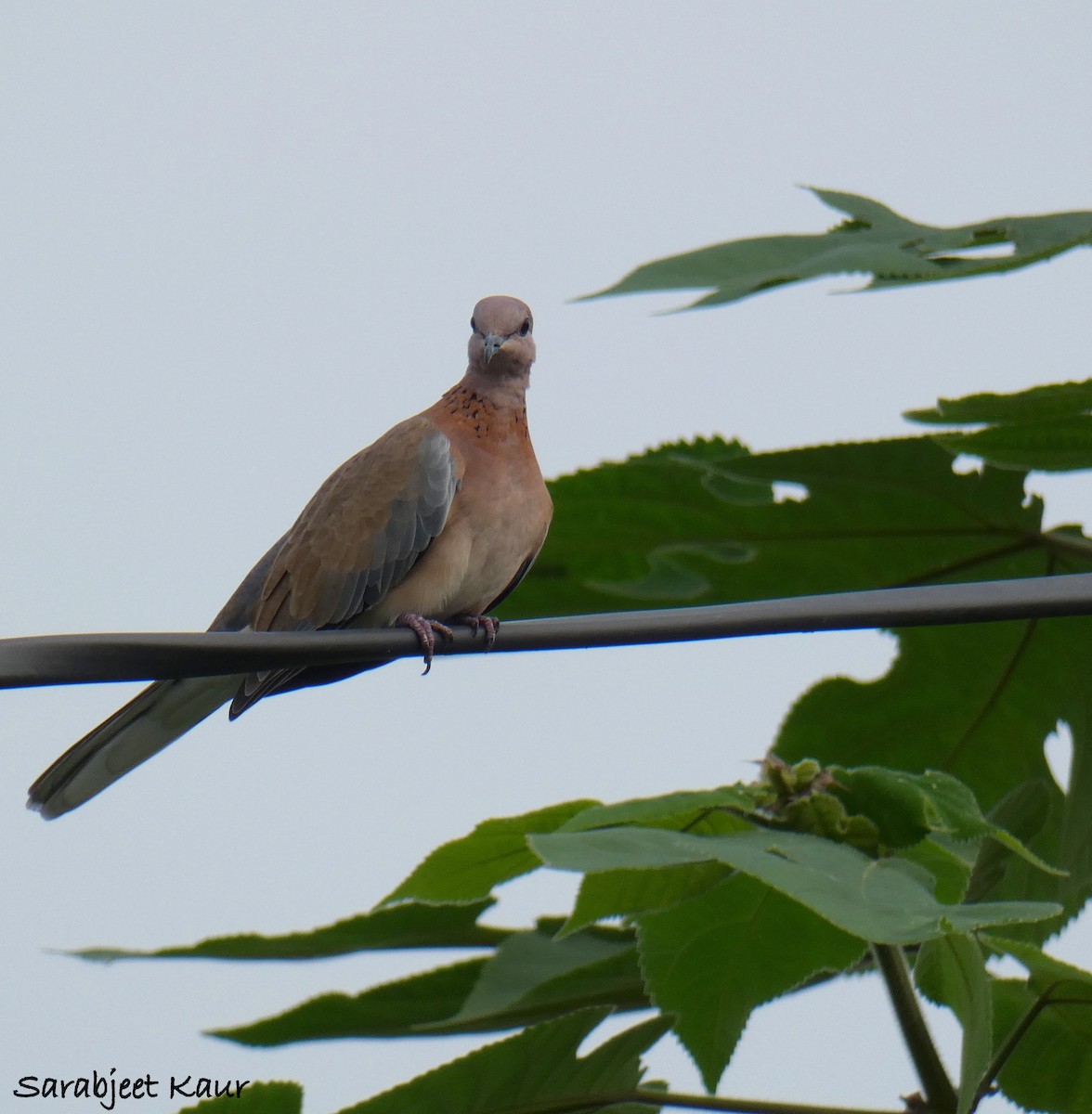 Laughing Dove - ML185340081