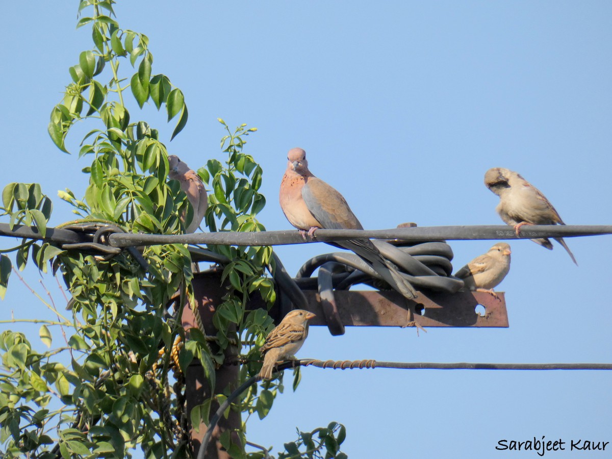 Laughing Dove - ML185340731