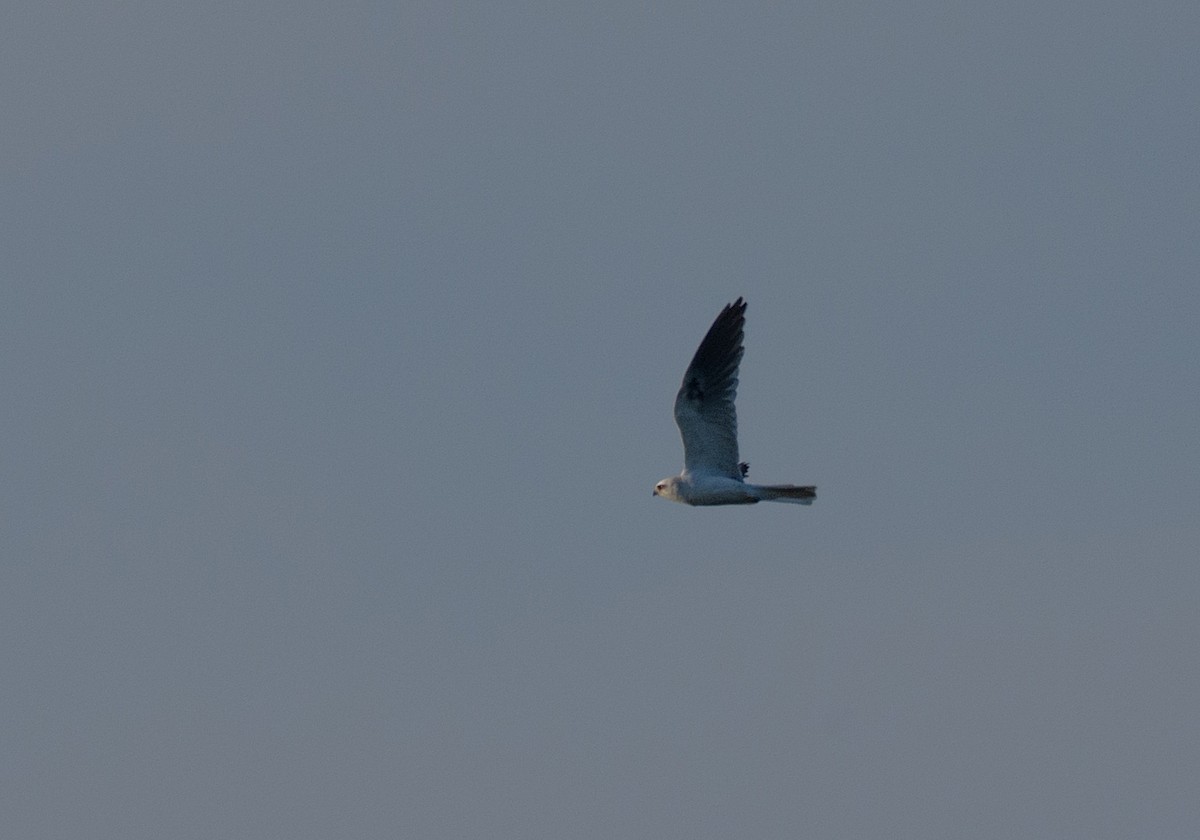 White-tailed Kite - LUCIANO BERNARDES