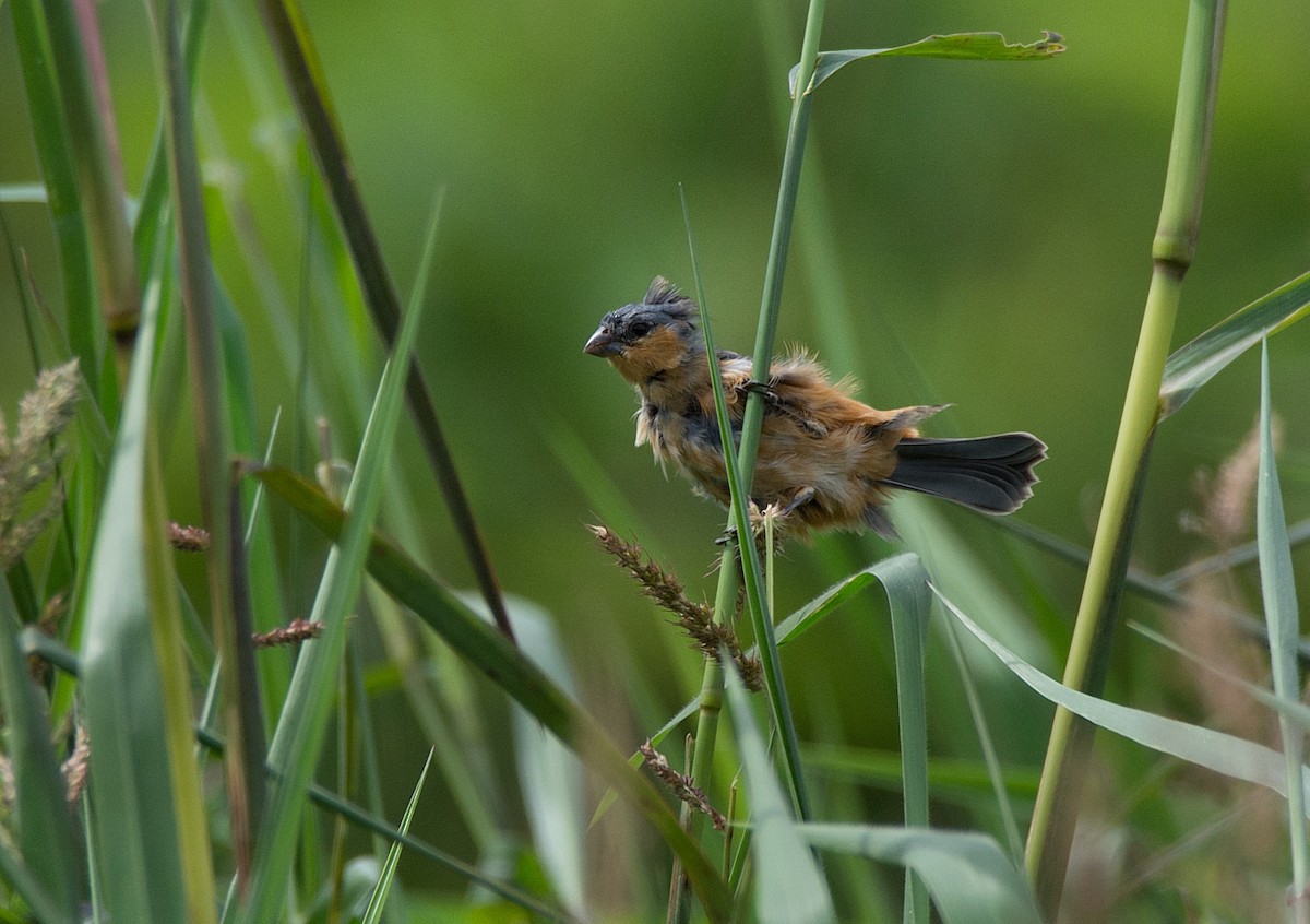 Copper Seedeater - ML185349341