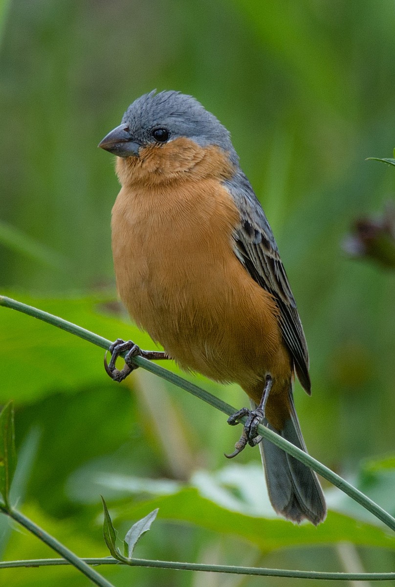 Tawny-bellied Seedeater - LUCIANO BERNARDES