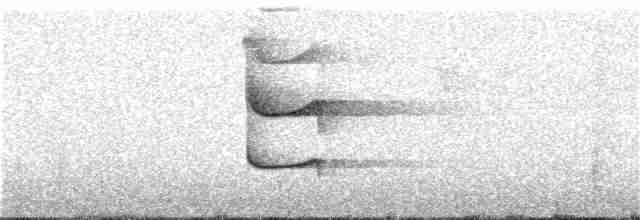 Brustband-Ameisenpitta - ML185354151