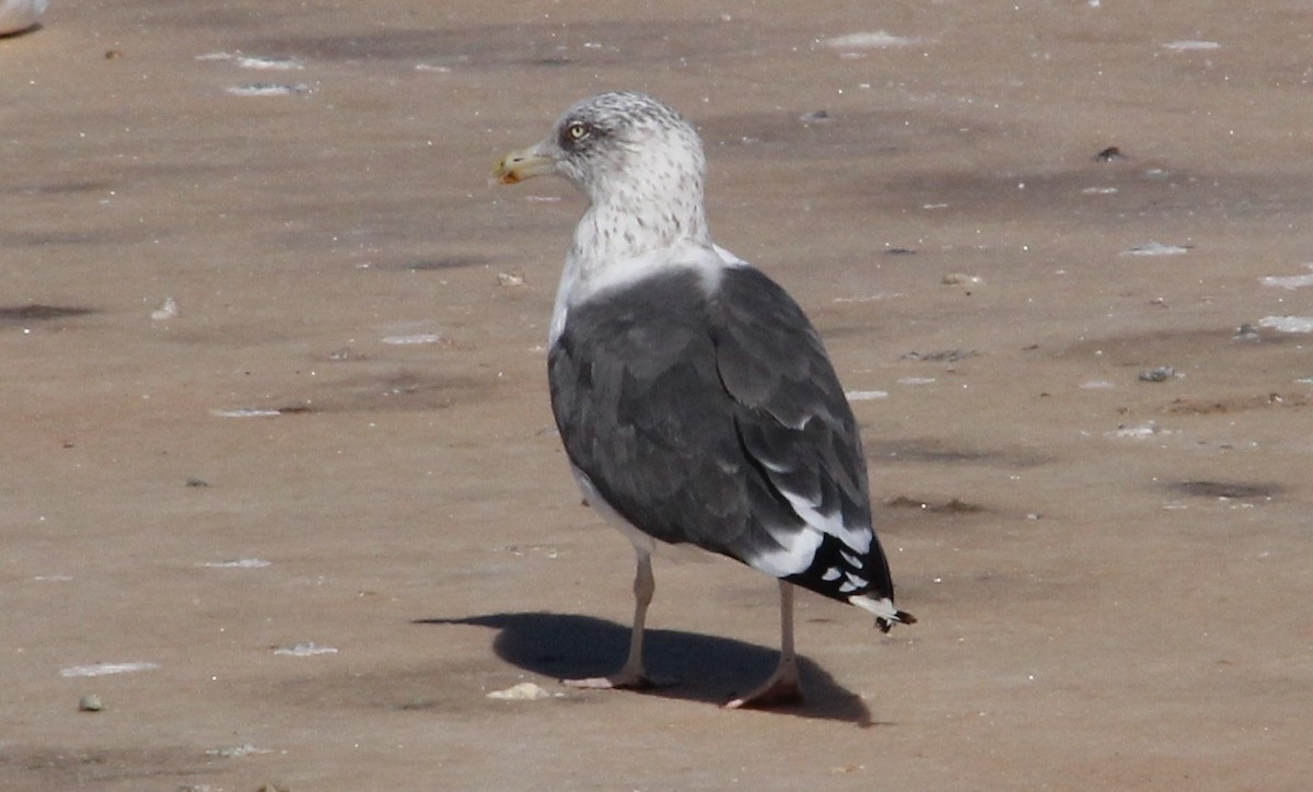 Lesser Black-backed Gull - Harold Forsyth