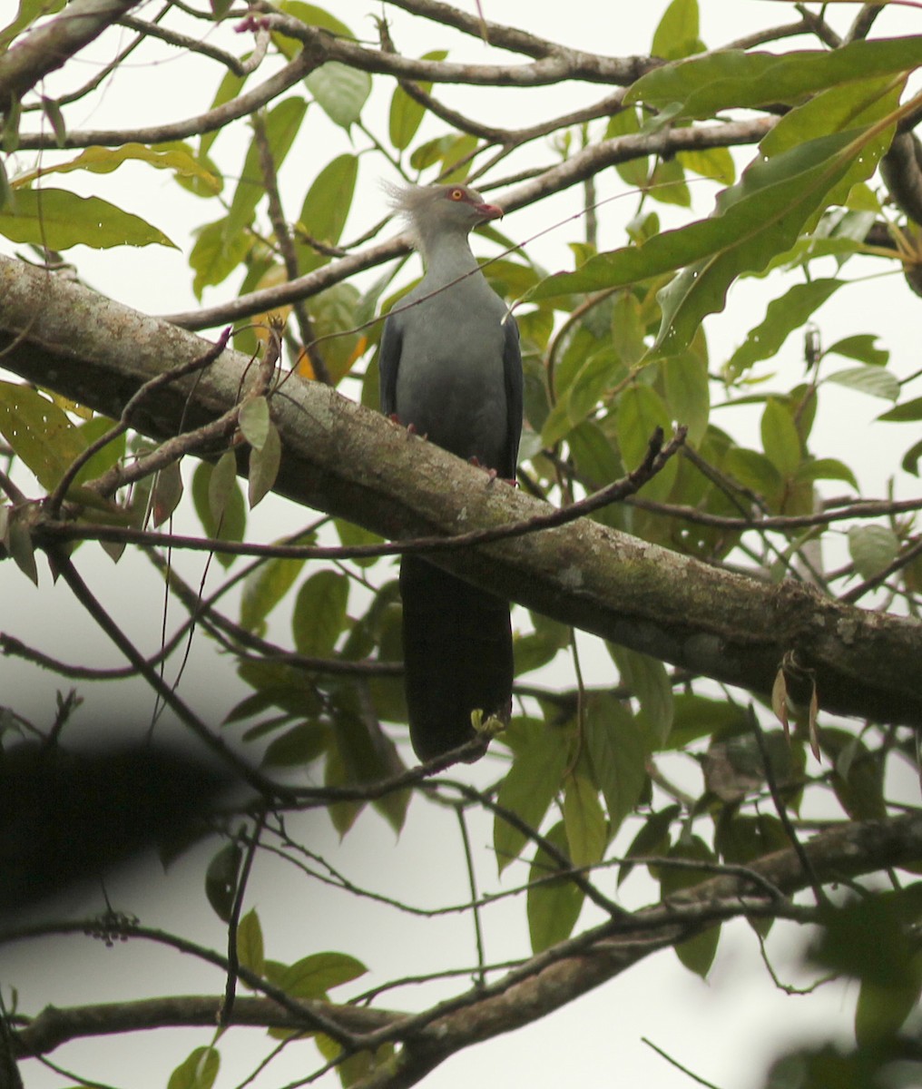 Crested Cuckoo-Dove - Ashley Banwell