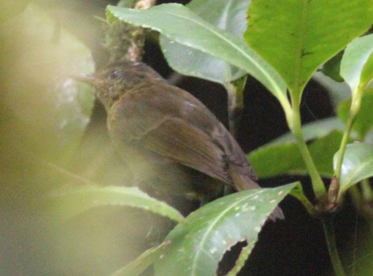 Kolombangara Leaf Warbler - ML185357661