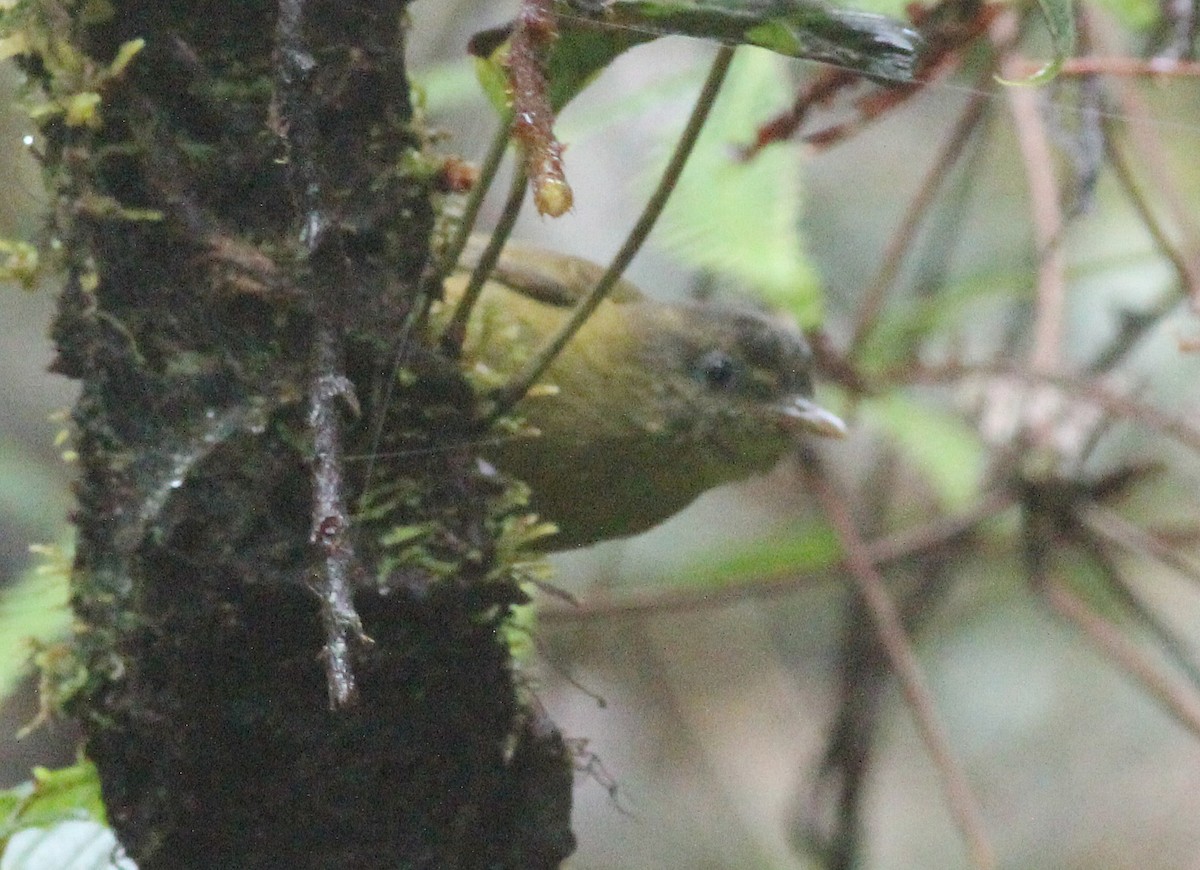 Kolombangara Leaf Warbler - Ashley Banwell