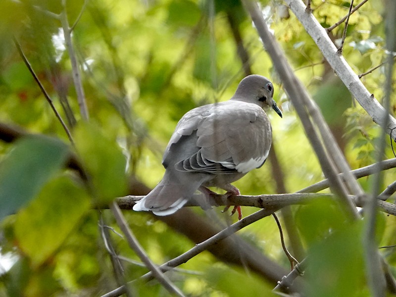 White-winged Dove - Mark Terry