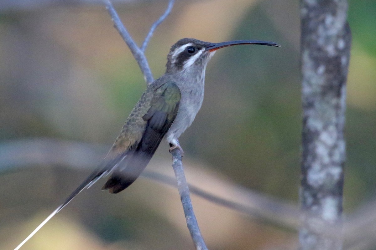 Sooty-capped Hermit - ML185359481
