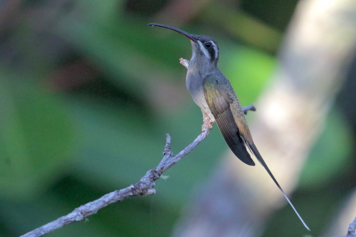 Sooty-capped Hermit - ML185359761