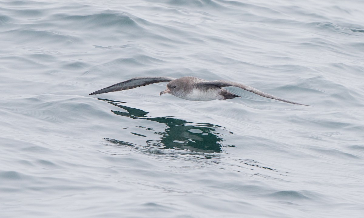 Pink-footed Shearwater - ML185359951