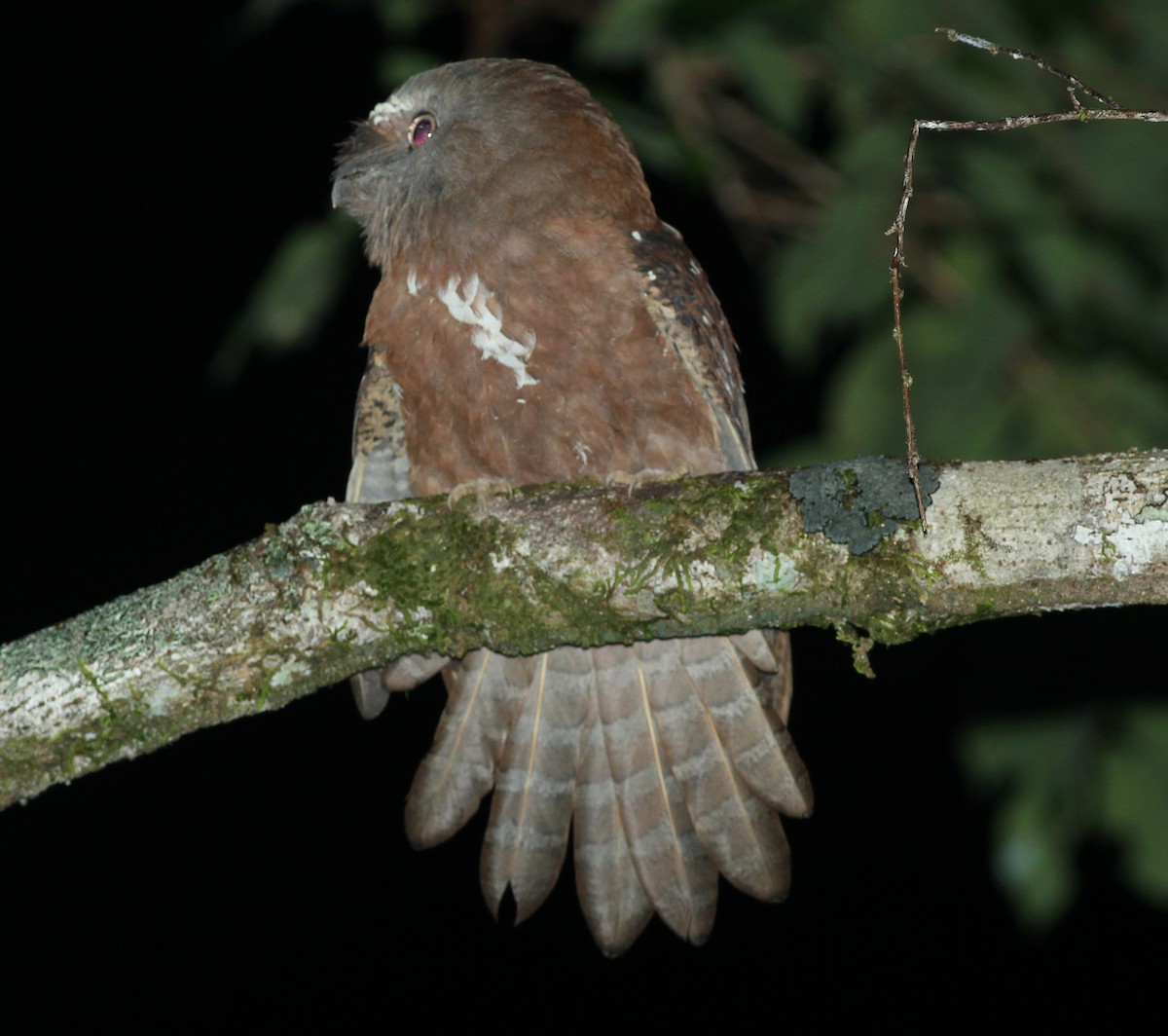 Solomons Frogmouth - ML185362461