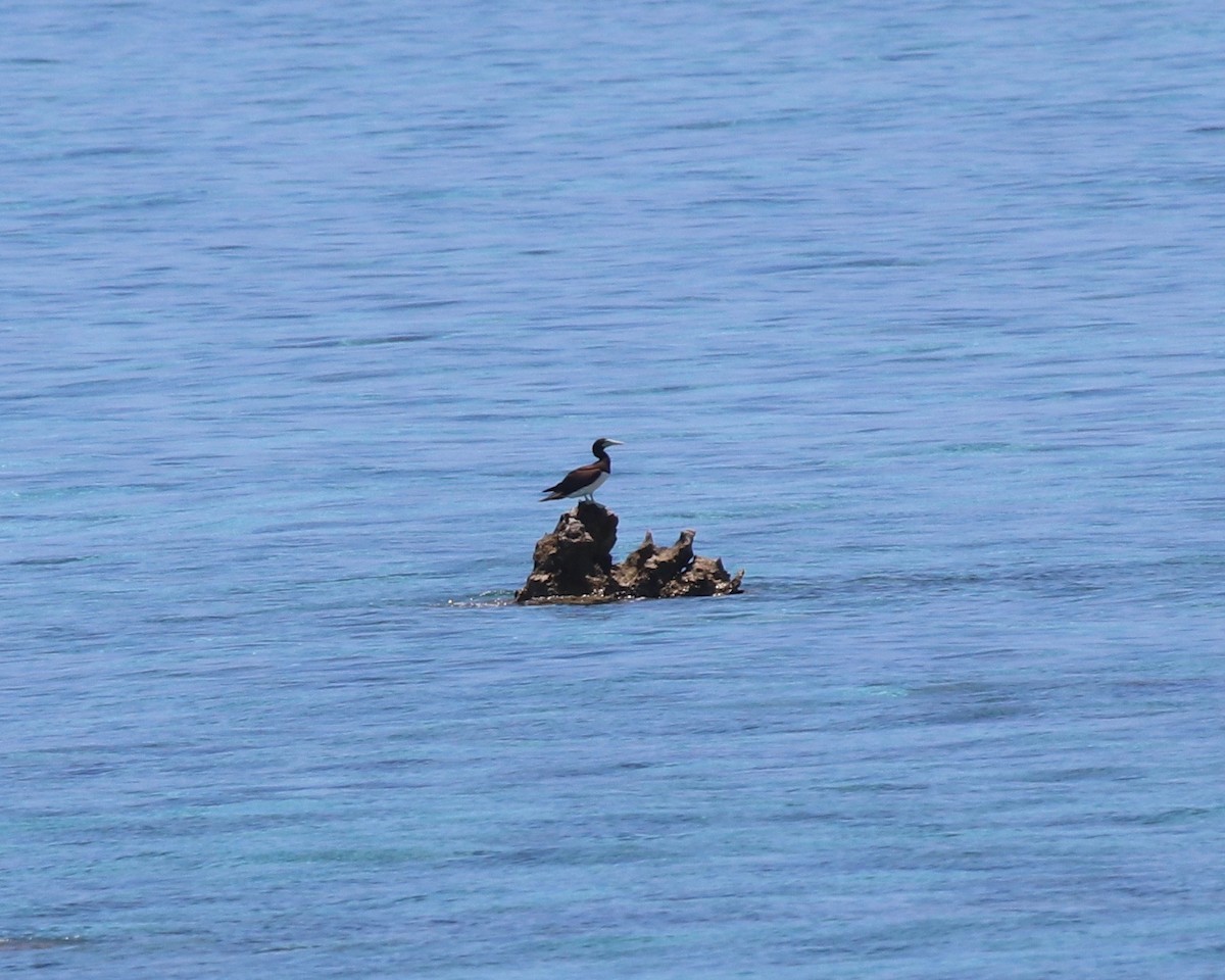 Brown Booby - ML185365041