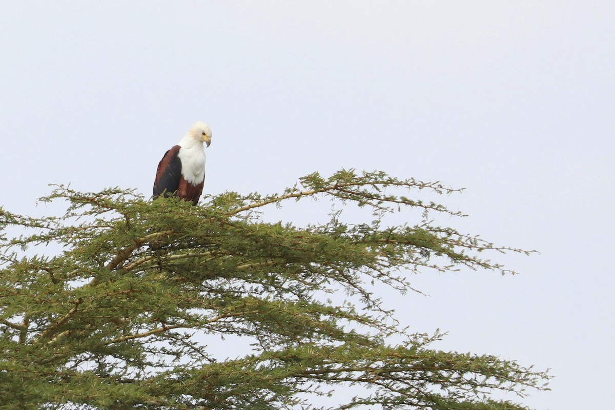 African Fish-Eagle - ML185367101