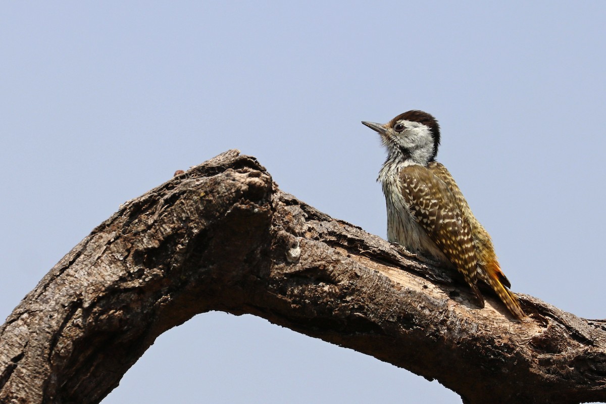 Cardinal Woodpecker - ML185367641