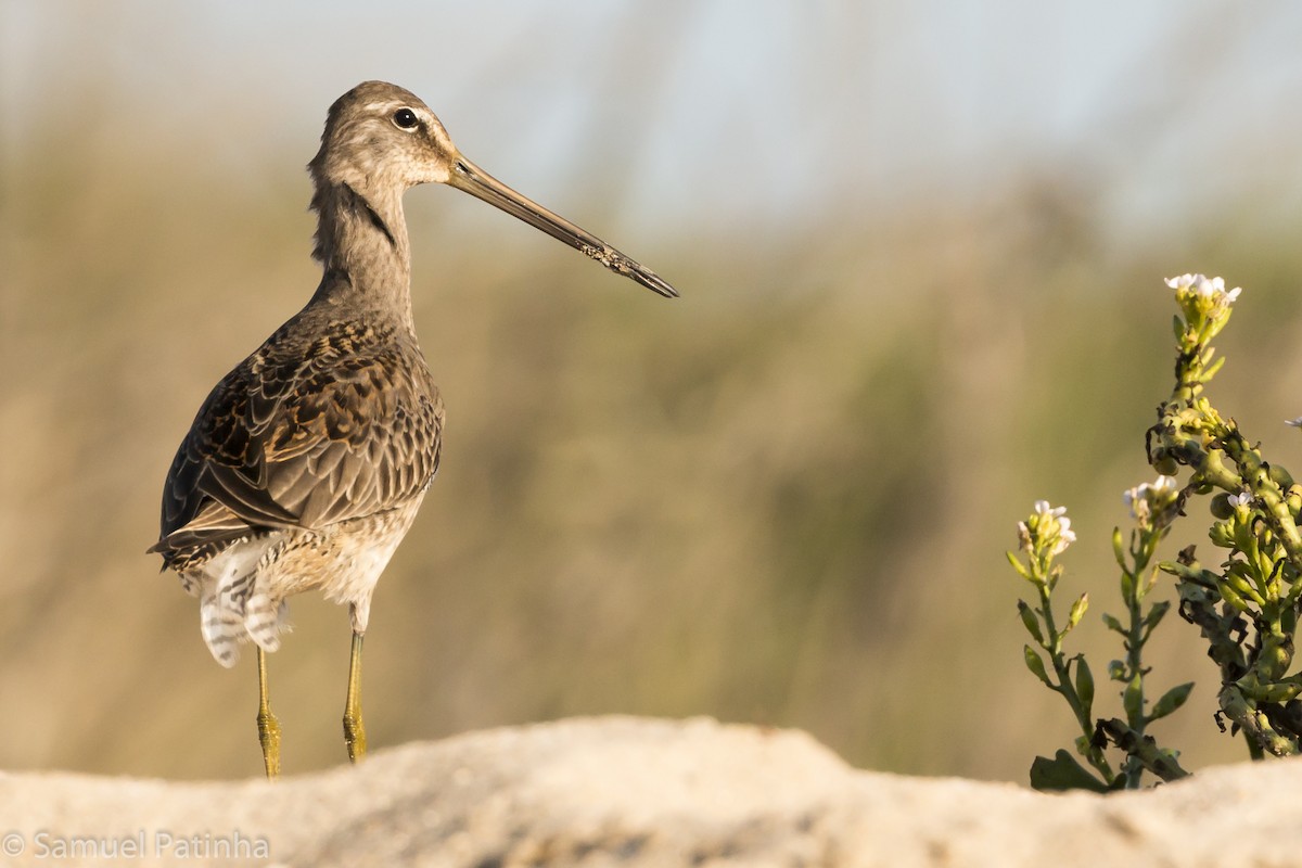 Long-billed Dowitcher - Samuel  Patinha