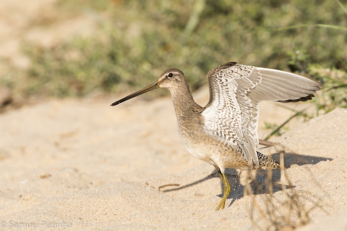 Long-billed Dowitcher - ML185368301