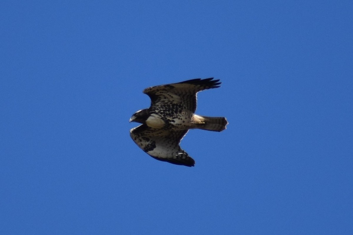 Red-tailed Hawk - ML185369081