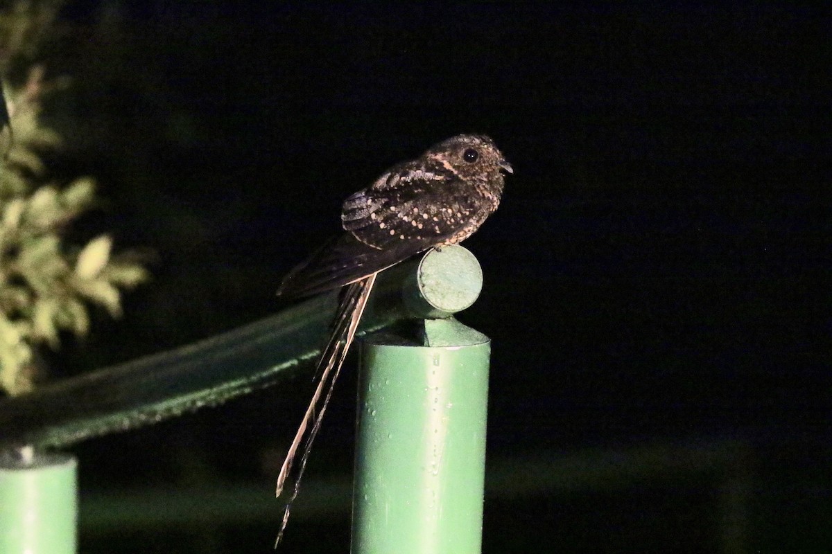 Swallow-tailed Nightjar - John Bruin