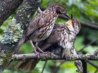 Chinese Babax - eBird