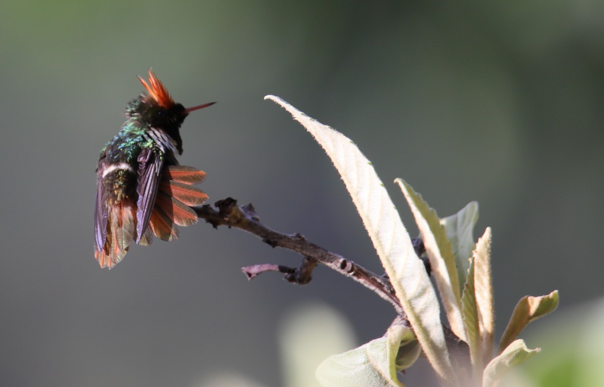 Frilled Coquette - ML185371581