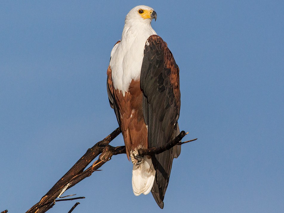 African Fish-Eagle - Cal Gesmundo