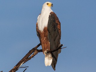  - African Fish-Eagle