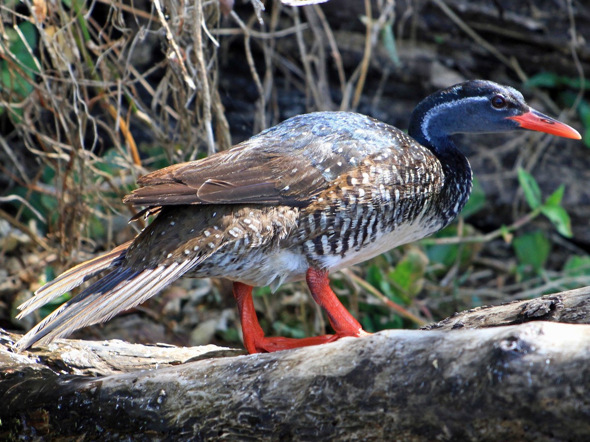 Swimming Yellow-billed Duck | African Safari Itineraries 