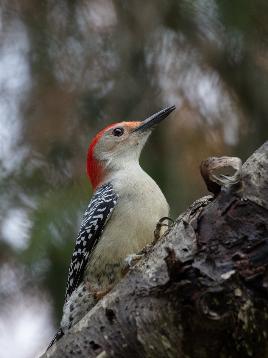 Red-bellied Woodpecker - Blair Dudeck