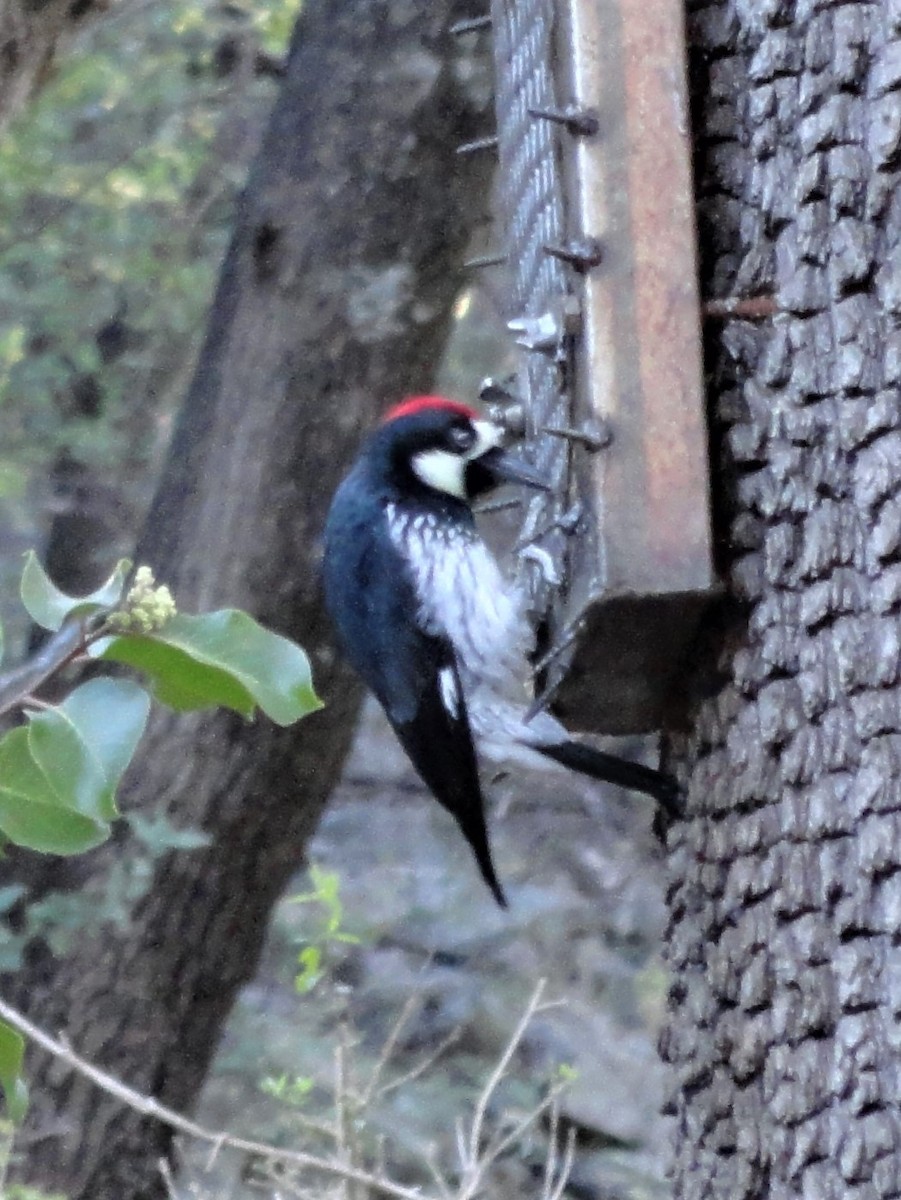 Acorn Woodpecker - ML185375771