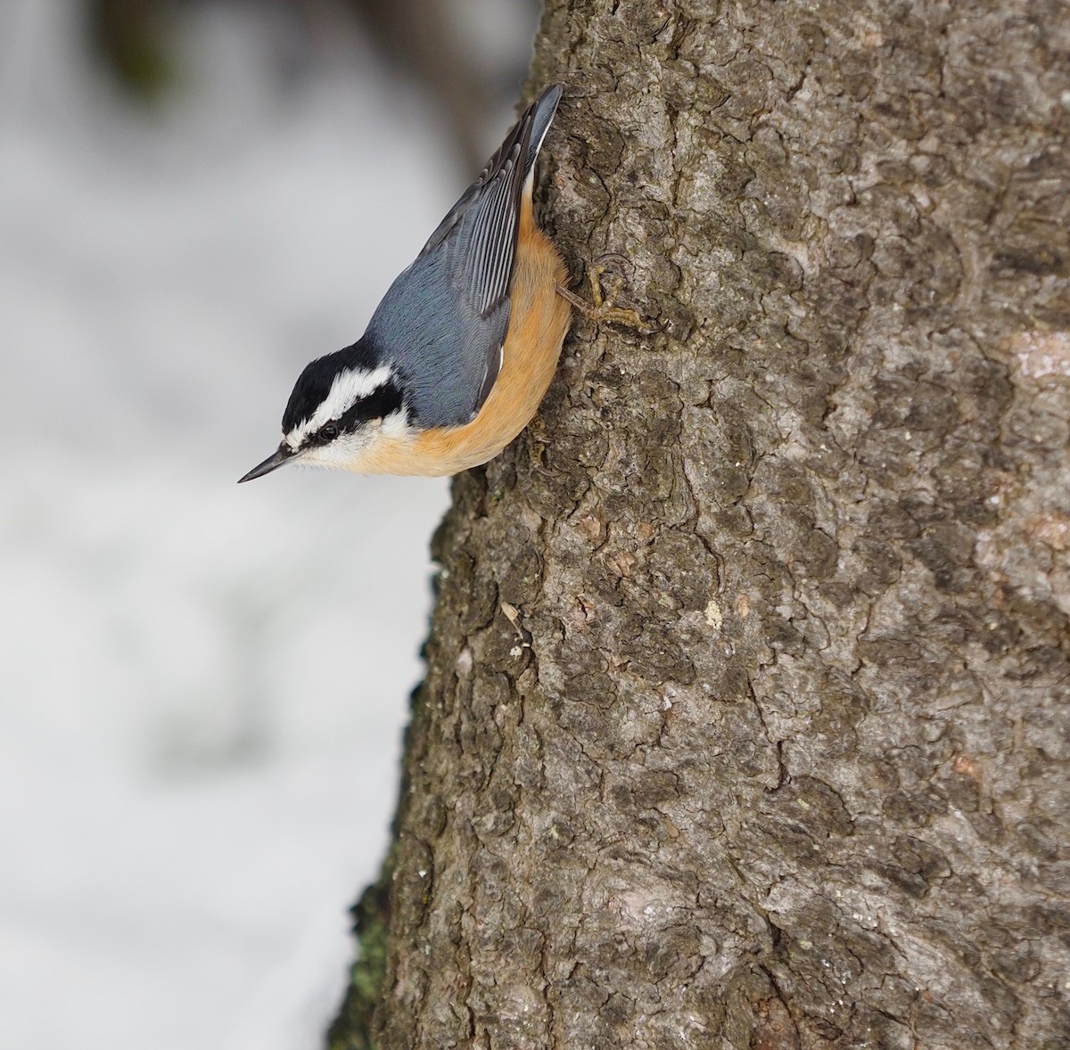 Red-breasted Nuthatch - ML185375961