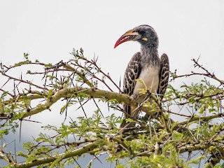 Female - Kevin Vande Vusse - ML185376091