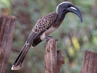  - African Gray Hornbill