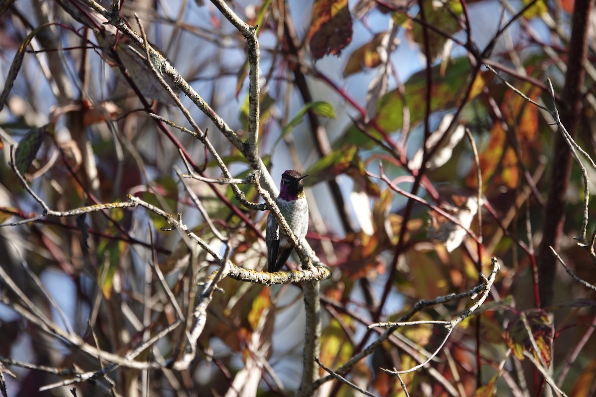 Anna's Hummingbird - ML185379121