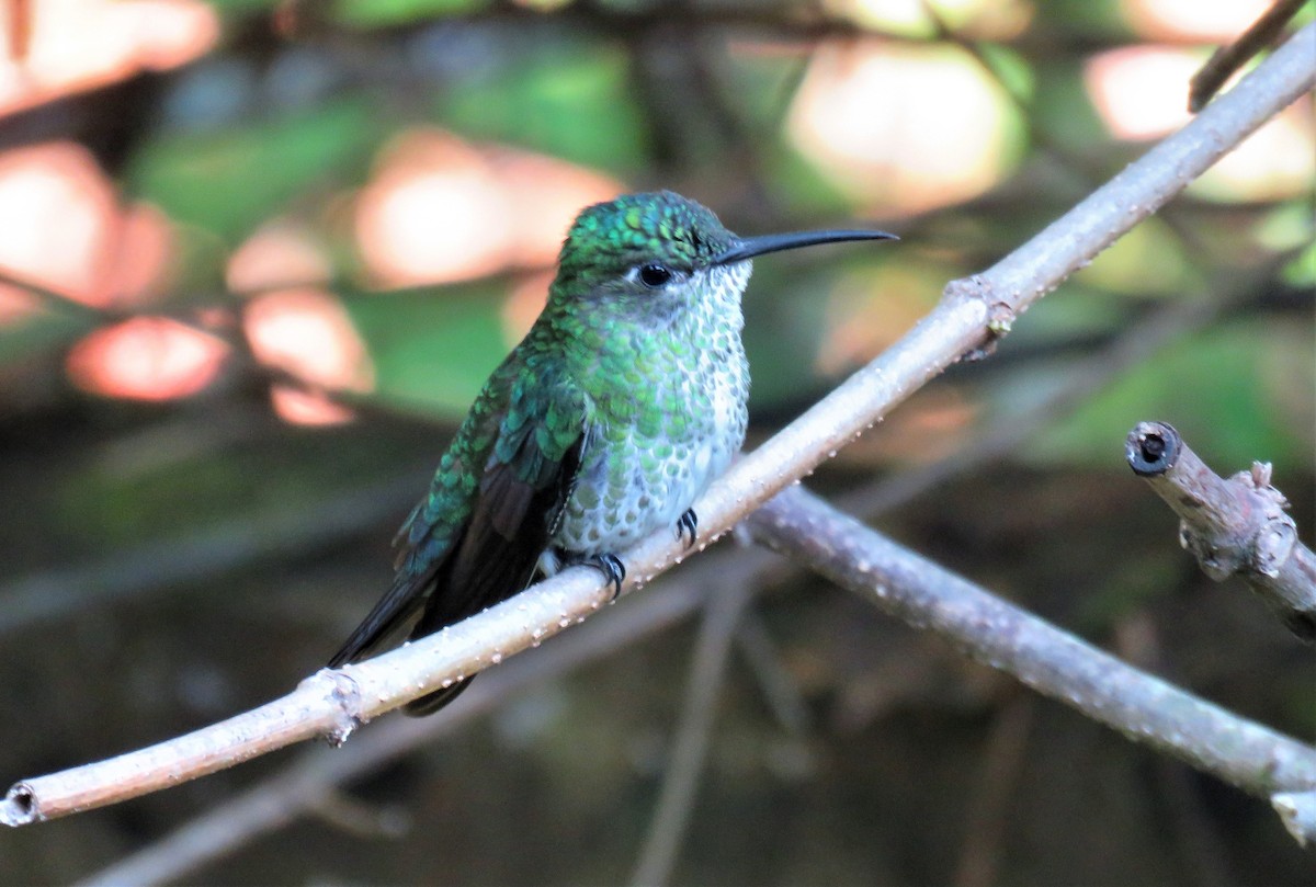 Many-spotted Hummingbird - Michel Turcot