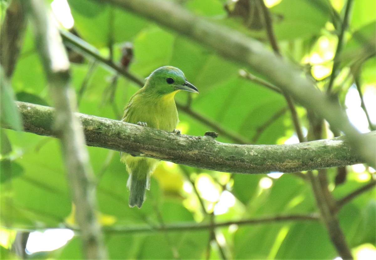 Green Shrike-Vireo - Josue  de León Lux (Birding Guide) josuedeleonlux@gmail.com +502 3068 8988