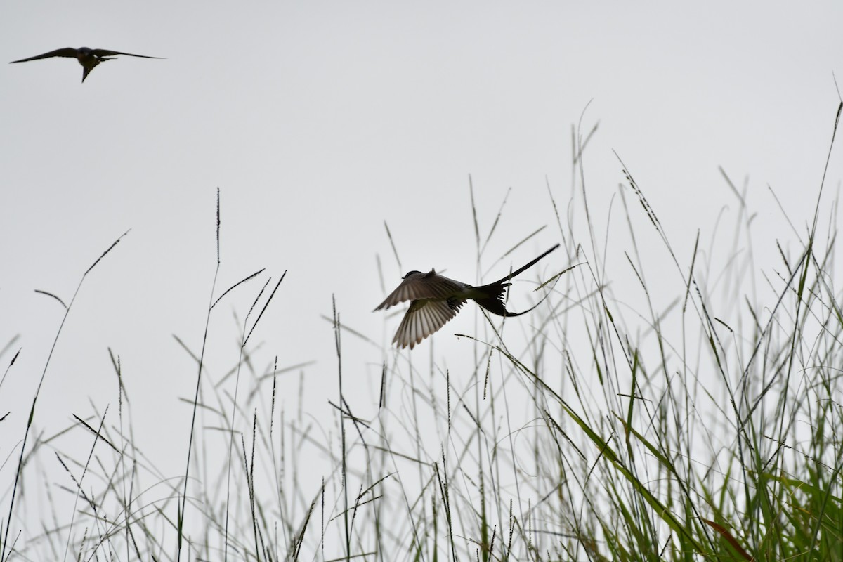 Fork-tailed Flycatcher - ML185389141