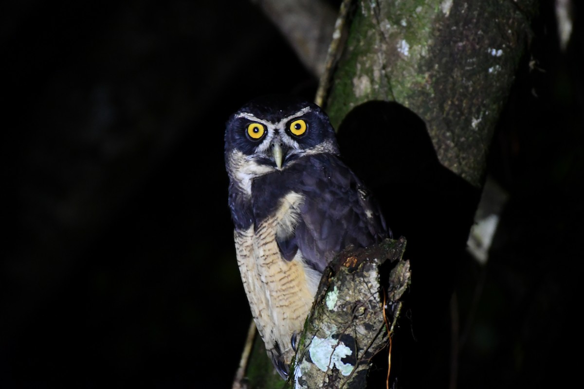 Spectacled Owl - ML185390221