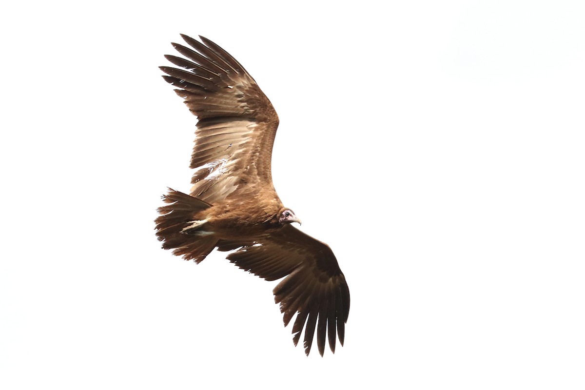 Hooded Vulture - ML185391411