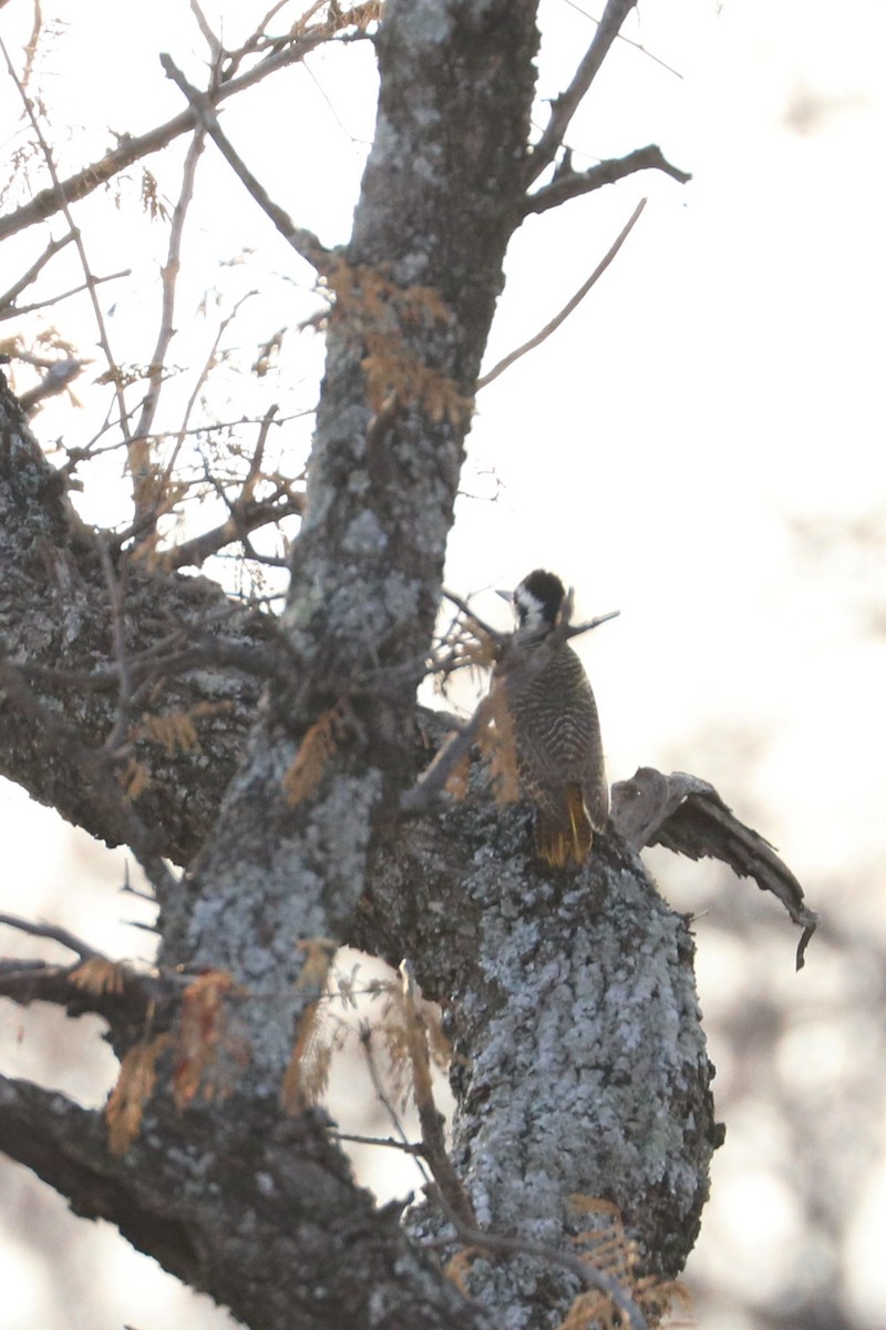 Bearded Woodpecker - ML185391581