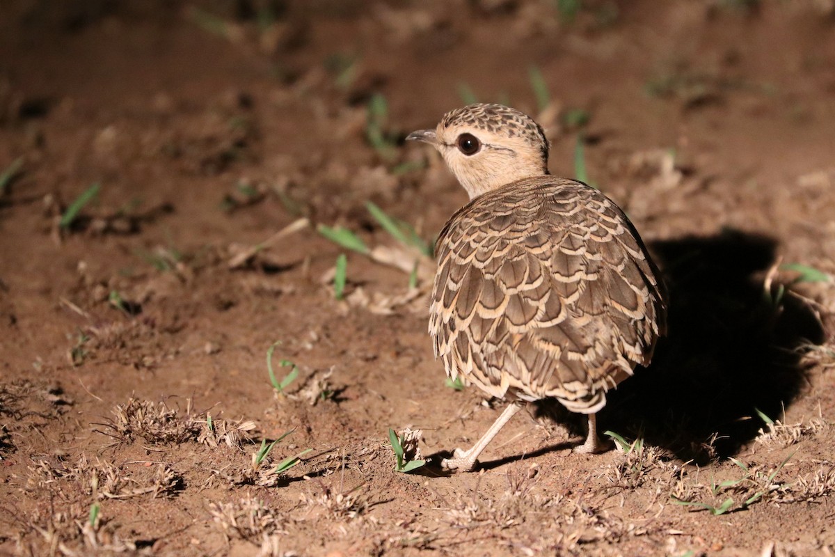 Double-banded Courser - ML185391801