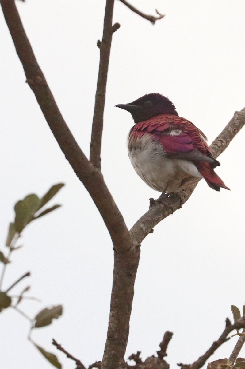 Violet-backed Starling - ML185391981