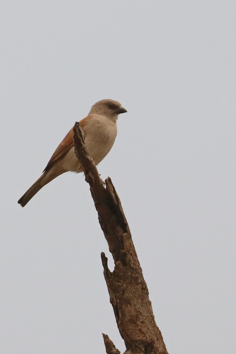 Northern Gray-headed Sparrow - ML185392021