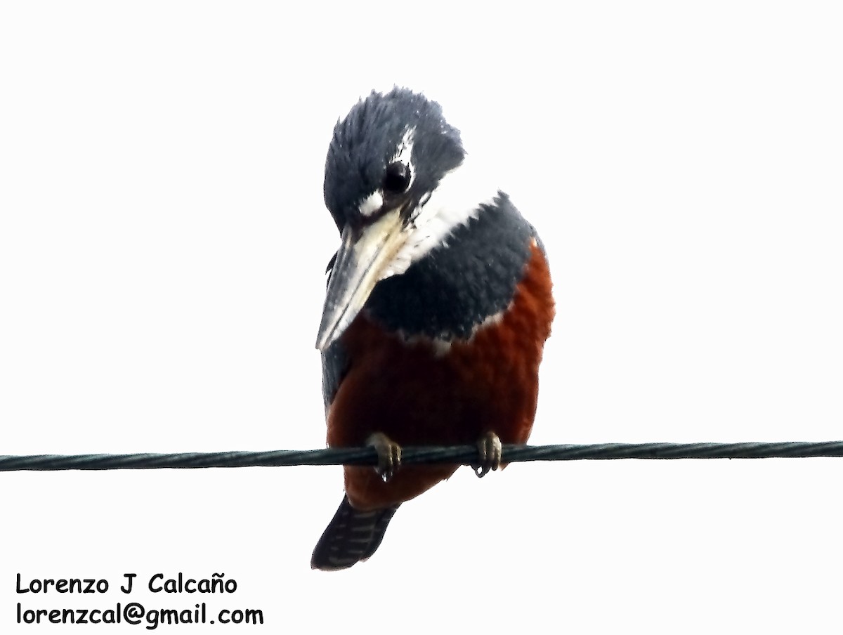 Ringed Kingfisher - Lorenzo Calcaño